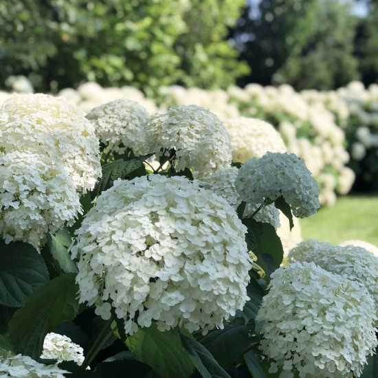 Kokveida hortenzija 'Strong Annabelle'