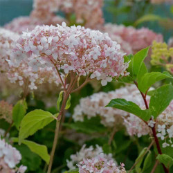 Kokveida hortenzija 'Candybelle Marshmallow'