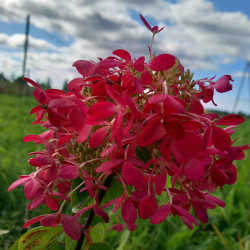 Skarainā hortenzija 'Diamant Rouge'