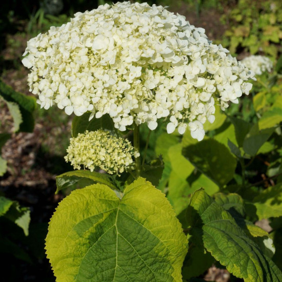 Kokveida hortenzija 'Golden Annabelle'