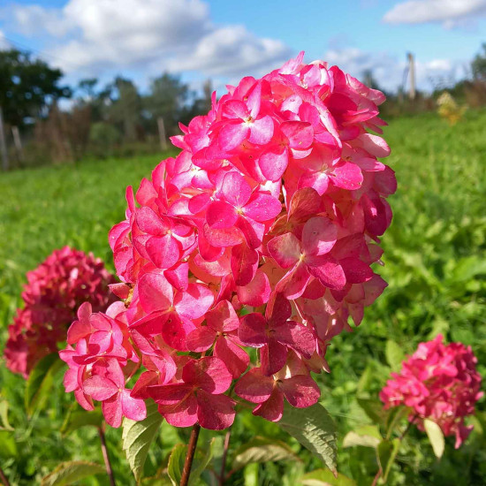 Skarainā hortenzija 'Fraise Melba'