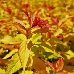 Japānas spireja 'Goldflame'