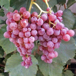 Reliance Pink Seedless