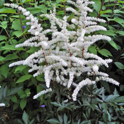 Ārendsa astilbe "Cappuccino"