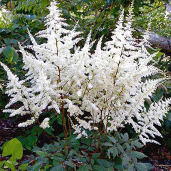 Japānas astilbe 'Ellie'