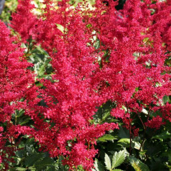 Japānas astilbe 'Montgomery'