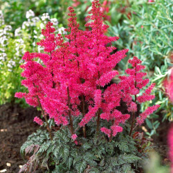 Cirtainā astilbe "Moulin Rouge"