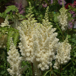 Ārendsa astilbe "Weisse Gloria"