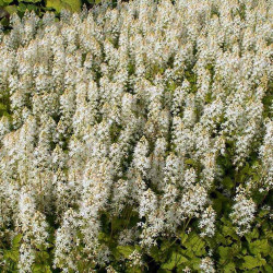 Sirdslapu tiarella 'Mörgrun'